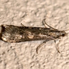 Nomophila corticalis at Ainslie, ACT - 18 Sep 2019