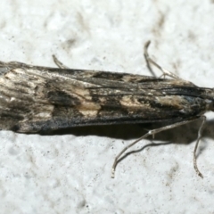 Nomophila corticalis at Ainslie, ACT - 18 Sep 2019