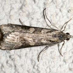 Nomophila corticalis at Ainslie, ACT - 18 Sep 2019