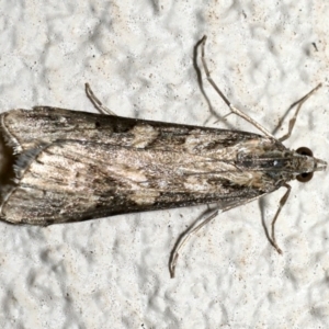 Nomophila corticalis at Ainslie, ACT - 18 Sep 2019 09:45 PM