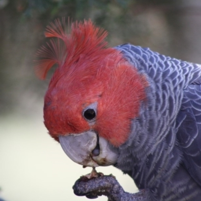 Callocephalon fimbriatum (Gang-gang Cockatoo) at Hughes, ACT - 29 Oct 2019 by LisaH