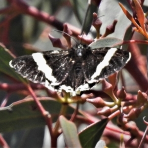 Eutrichopidia latinus at Coree, ACT - 29 Oct 2019 10:20 AM