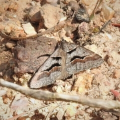 Dichromodes atrosignata (Black-signed Heath Moth ) at Coree, ACT - 29 Oct 2019 by JohnBundock