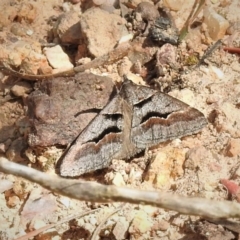 Dichromodes atrosignata (Black-signed Heath Moth ) at Coree, ACT - 28 Oct 2019 by JohnBundock