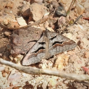 Dichromodes atrosignata at Coree, ACT - 29 Oct 2019 09:53 AM