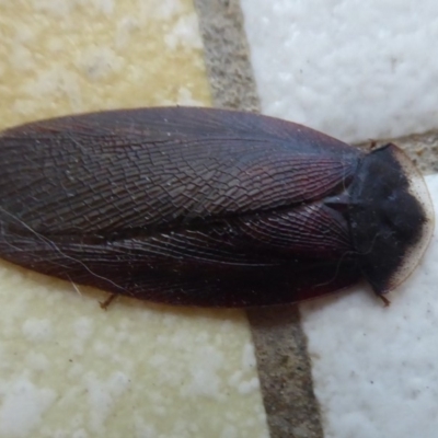 Laxta granicollis (Common bark or trilobite cockroach) at Flynn, ACT - 28 Oct 2019 by Christine