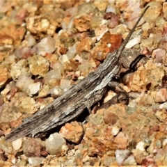 Coryphistes ruricola (Bark-mimicking Grasshopper) at Coree, ACT - 28 Oct 2019 by JohnBundock