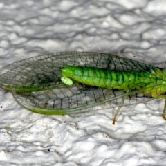 Mallada signatus (Green Lacewing) at Ainslie, ACT - 21 Sep 2019 by jbromilow50