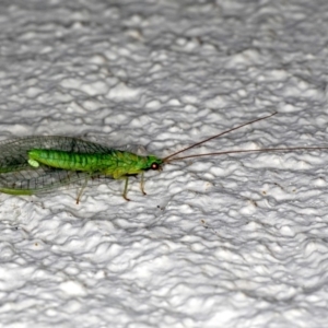 Mallada signatus at Ainslie, ACT - 21 Sep 2019 09:45 PM