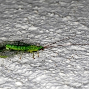 Mallada signatus at Ainslie, ACT - 21 Sep 2019 09:45 PM