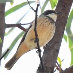 Pachycephala rufiventris at Coree, ACT - 29 Oct 2019 09:48 AM