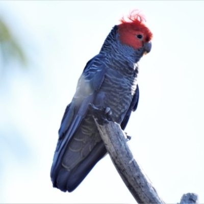 Callocephalon fimbriatum (Gang-gang Cockatoo) at Uriarra Village, ACT - 28 Oct 2019 by JohnBundock