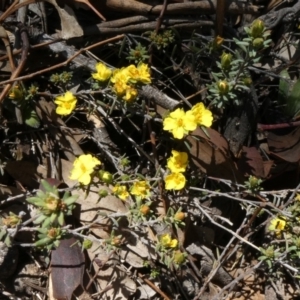 Hibbertia stricta at Theodore, ACT - 29 Oct 2019