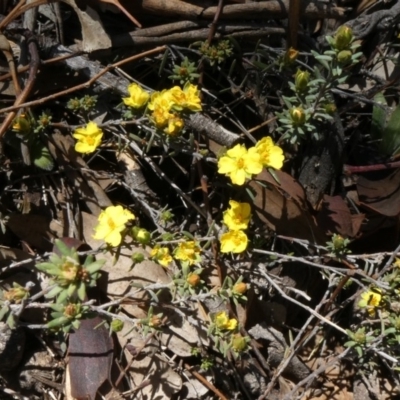 Hibbertia stricta (A Guinea-flower) at Tuggeranong Hill - 29 Oct 2019 by Owen