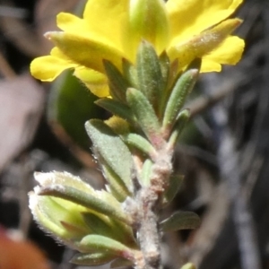 Hibbertia stricta at Theodore, ACT - 29 Oct 2019