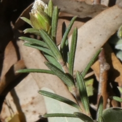 Hibbertia stricta at Theodore, ACT - 29 Oct 2019