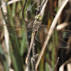 Anax papuensis at Coree, ACT - 29 Oct 2019