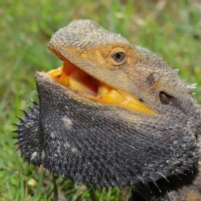 Pogona barbata (Eastern Bearded Dragon) at Acton, ACT - 24 Oct 2019 by TimL