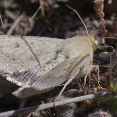 Helicoverpa punctigera (Native Budworm) at Urambi Hills - 28 Oct 2019 by Marthijn