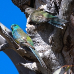 Psephotus haematonotus (Red-rumped Parrot) at Urambi Hills - 28 Oct 2019 by Marthijn