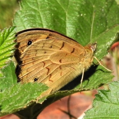 Heteronympha merope (Common Brown Butterfly) at Coree, ACT - 28 Oct 2019 by JohnBundock