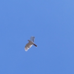 Accipiter novaehollandiae (Grey Goshawk) at Black Range, NSW - 29 Oct 2019 by MatthewHiggins