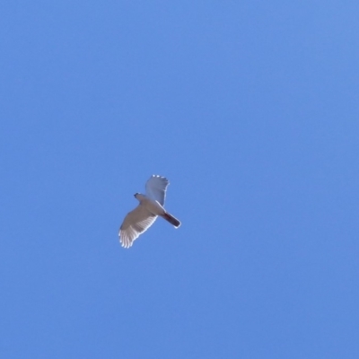 Tachyspiza novaehollandiae (Grey Goshawk) at Black Range, NSW - 29 Oct 2019 by MatthewHiggins