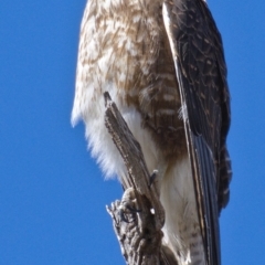 Falco berigora at Tuggeranong DC, ACT - 29 Oct 2019