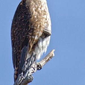 Falco berigora at Tuggeranong DC, ACT - 29 Oct 2019