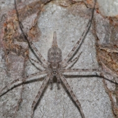 Tamopsis sp. (genus) (Two-tailed spider) at ANBG - 23 Oct 2019 by TimL