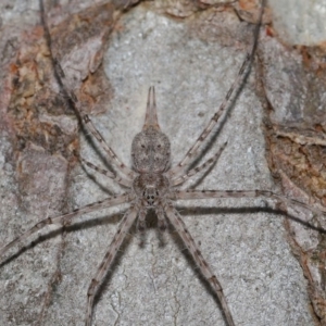 Tamopsis sp. (genus) at Hackett, ACT - 24 Oct 2019