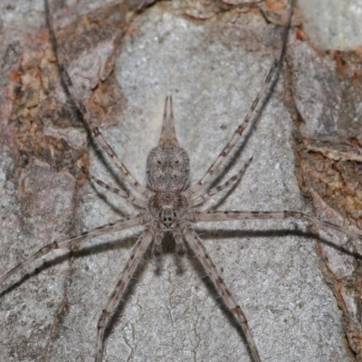 Tamopsis sp. (genus) (Two-tailed spider) at Hackett, ACT - 24 Oct 2019 by TimL