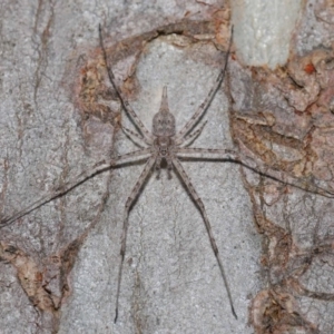 Tamopsis sp. (genus) at Hackett, ACT - 24 Oct 2019 10:28 AM