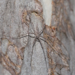 Tamopsis sp. (genus) at Hackett, ACT - 24 Oct 2019