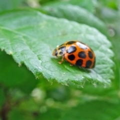 Harmonia conformis (Common Spotted Ladybird) at Isaacs, ACT - 24 Oct 2019 by galah681