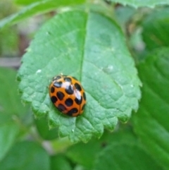 Harmonia conformis at Isaacs, ACT - 25 Oct 2019