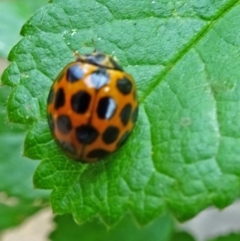 Harmonia conformis at Isaacs, ACT - 25 Oct 2019