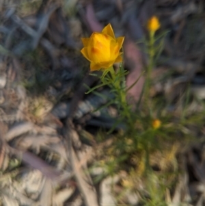 Xerochrysum viscosum at Lake George, NSW - 29 Oct 2019