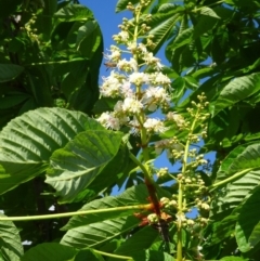 Aesculus hippocastanum (Horse Chestnut) at National Arboretum Forests - 16 Oct 2019 by galah681