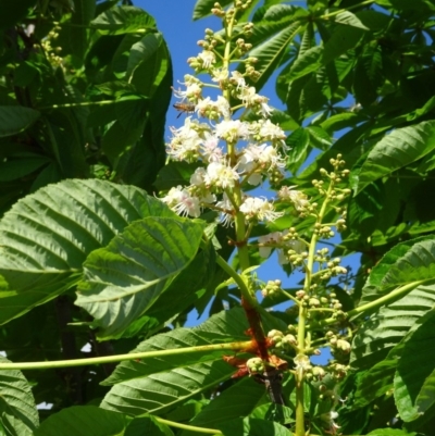 Aesculus hippocastanum (Horse Chestnut) at Molonglo Valley, ACT - 16 Oct 2019 by galah681