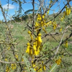 Sophora microphylla (Kowhai) at National Arboretum Forests - 14 Jul 2019 by galah681