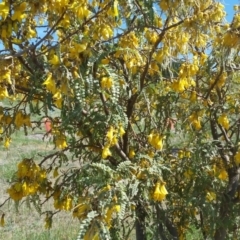 Sophora microphylla at Molonglo Valley, ACT - 14 Jul 2019 11:15 AM