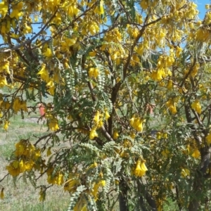 Sophora microphylla at Molonglo Valley, ACT - 14 Jul 2019 11:15 AM