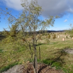 Sophora microphylla at Molonglo Valley, ACT - 14 Jul 2019 11:15 AM