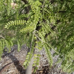 Sophora microphylla at Molonglo Valley, ACT - 14 Jul 2019 11:15 AM