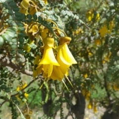 Sophora toromiro (Toromiro) at Molonglo Valley, ACT - 9 Jun 2019 by galah681