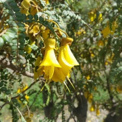 Sophora toromiro (Toromiro) at National Arboretum Forests - 9 Jun 2019 by galah681