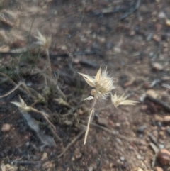 Rytidosperma sp. at Lake George, NSW - 29 Oct 2019