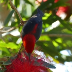 Myzomela sanguinolenta (Scarlet Honeyeater) at Morton, NSW - 29 Oct 2019 by vivdavo