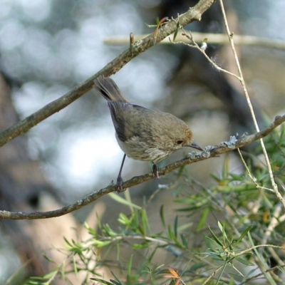 Acanthiza pusilla (Brown Thornbill) at Cecil Hoskins Nature Reserve - 29 Oct 2019 by Snowflake